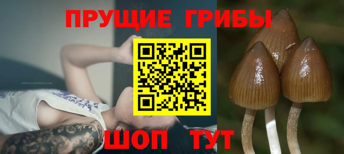 Карпинск  Галлюциногенные грибы ЛСД  Вход с VPN 
